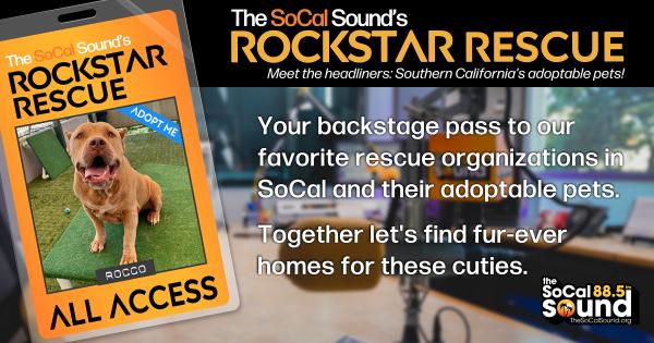 KCSN RockstarRescue PotW 081226 CreateOutlines FACEBOOK 1200x631